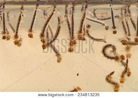 Gnats; Mosquitoes; Larvae,mosquito Larvae In Dirty Water
