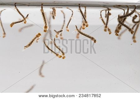 Gnats; Mosquitoes; Larvae,mosquito Larvae In Dirty Water