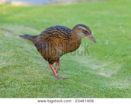 Weka