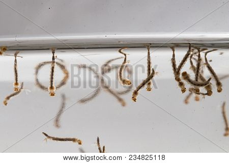 Gnats; Mosquitoes; Larvae,mosquito Larvae In Dirty Water