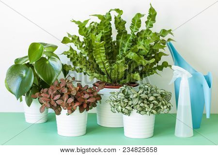 houseplants Asplenium nidus, peperomia and fittonia in flowerpots