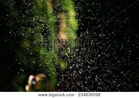 A Swarm Of Flying Ants In The Field