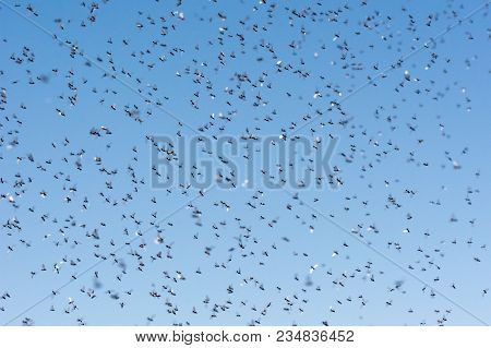 A Swarm Of Flying Ants In The Field
