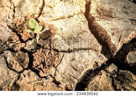 A Tree Growing On Cracked Ground. Crack Dried Soil In Drought, Affected Of Global Warming Made Clima