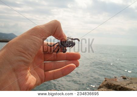 A Small Living Real Crab In The Hand Of A Man On A Warm Day By The Sea