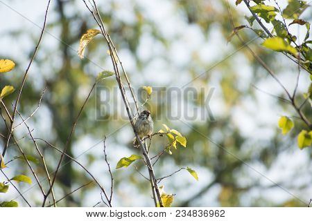 The Eurasian Tree Sparrows (passer Montanus)