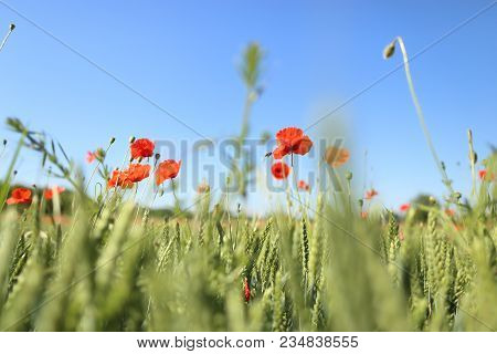 Poppy Blooming In Field In Late May