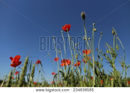 Poppy Blooming In Field In Late May