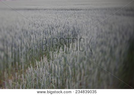 Wheat In The Field. Almost Harvest Time.