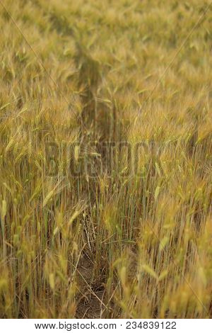 Wheat In The Field. Almost Harvest Time.