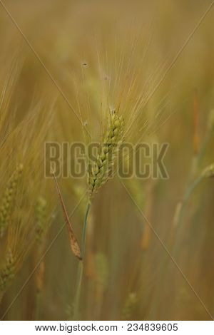 Wheat In The Field. Almost Harvest Time.