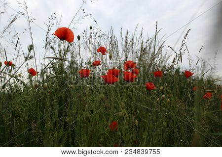 Poppy Blooming In Field In Late May