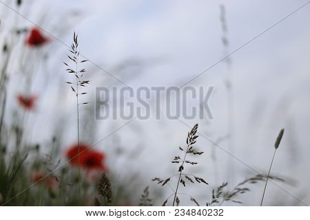 Poppy Blooming In Field In Late May