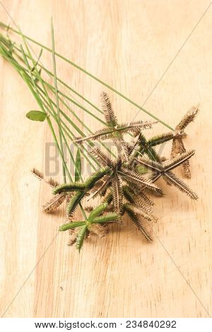 Crowfoot Grass Or Beach Wiregrass Or Egyptian Crowfoot Grass On Brown Wooden