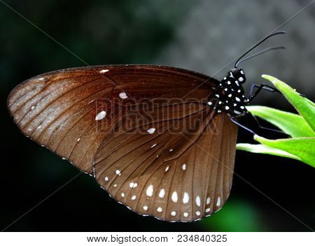 A Black And White Bodied Butterfly, With Brown Wings, Sitting On A Plant.