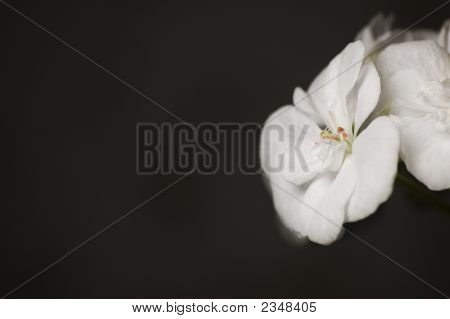 白い花。
