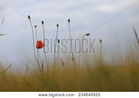 Poppy Blooming In Field In Late May