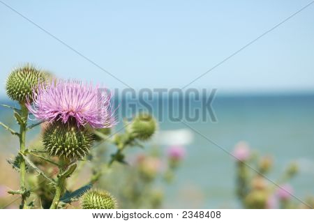 海岸の花