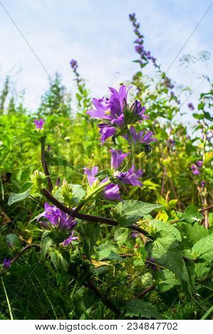 Bright Lilac Inflorescence Of Clustered Bellflower Or Campanula Glomerata Under Sunlight On Blurred 