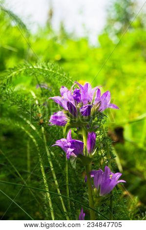 Bright Lilac Inflorescence Of Clustered Bellflower Or Campanula Glomerata Under Sunlight On Blurred 