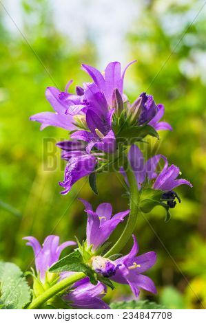 Bright Lilac Inflorescence Of Clustered Bellflower Or Campanula Glomerata Under Sunlight On Blurred 