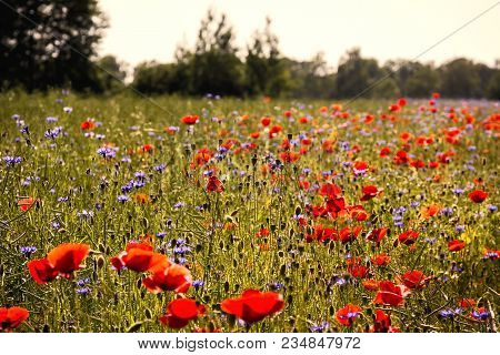 Wonderful Poppies And Cornflowers In A Field, Lüneburg Heath, Germany. 
Backlit Photograph