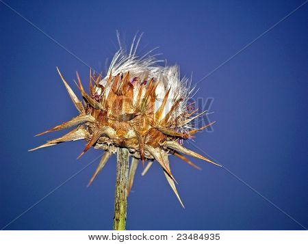 Thistle flower
