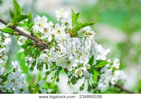 Flowering Cherrybranches On A Tree In The Spring. Selective Focus.