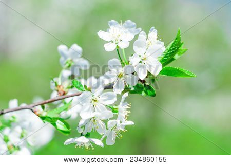 Flowering Cherrybranches On A Tree In The Spring. Selective Focus.