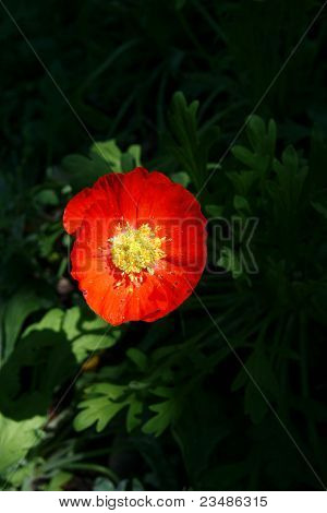 Arancio fiore della Thailandia