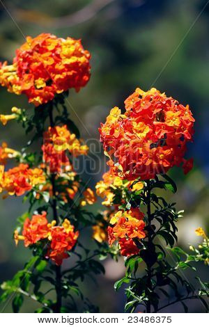 Arancio fiore della Thailandia