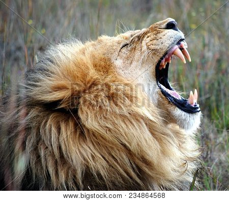 Adult Male Lion Roaring In South African Sunshine