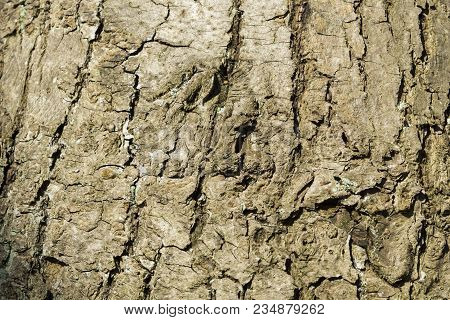 Close-up Of The Bark Of An Old Black Pine Tree In The Forest. View To The Detailed Bark Of An Black 