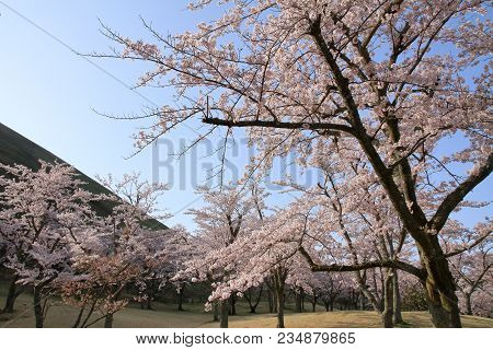 Cherry Blossoms In Sakura No Sato, Izu, Shizuoka, Japan