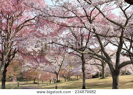 Cherry Blossoms In Sakura No Sato, Izu, Shizuoka, Japan