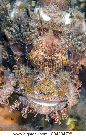 Synanceia Is A Genus Of Fish Of The Family Synanceiidae, The Stonefishes,