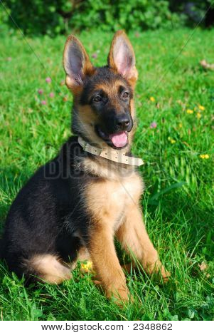 ลูกสุนัขเยอรมันเพิร์