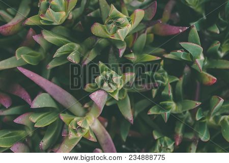 Wild Green Succulent Texture And Background. Carpobrotus Edulis. Closeup View Of Green Succulent Bac