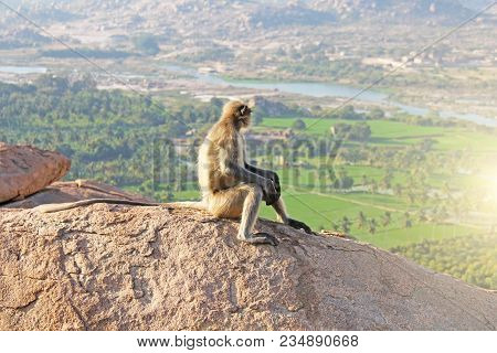 A Monkey With A Black Face Or Snout Sits On Top Of A Mountain In India, Hampi, On Mount Hanuman.