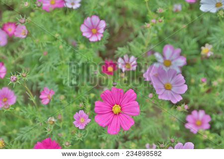 The Cosmos Flower On A Green Back Ground Closeup