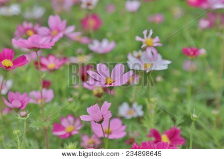 Cosmos Flower Cosmos Bipinnatus With Blurred Back Ground