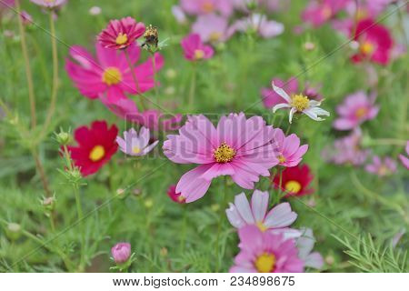 Cosmos Flower Cosmos Bipinnatus With Blurred Back Ground
