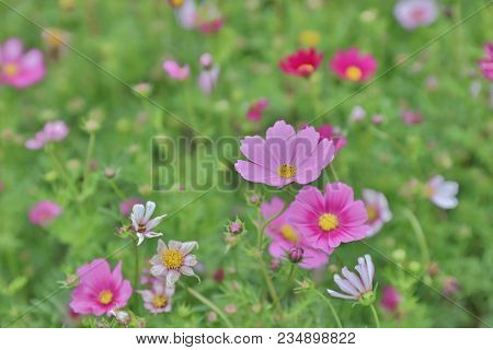 The Cosmos Flower On A Green Back Ground Closeup