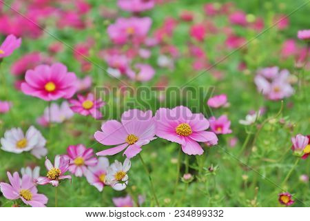 Cosmos Flower Cosmos Bipinnatus With Blurred Back Ground