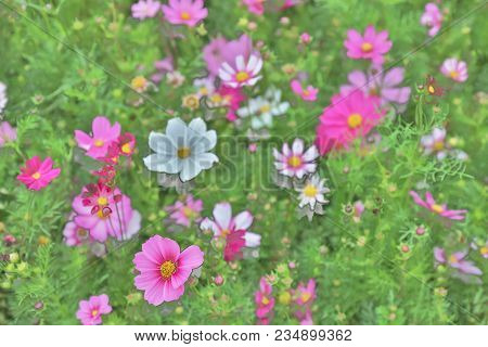 The Cosmos Flower On A Green Back Ground Closeup