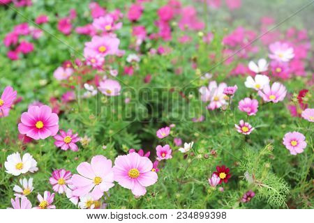The Cosmos Flower On A Green Back Ground Closeup