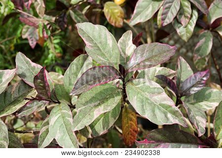 Fresh Green Pseuderanthemum Atropurpureum Plant In Nature Garden