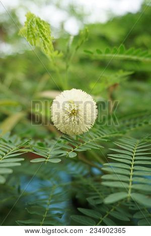 Close Up White Leucaena Glauca Flower In Nature Garden