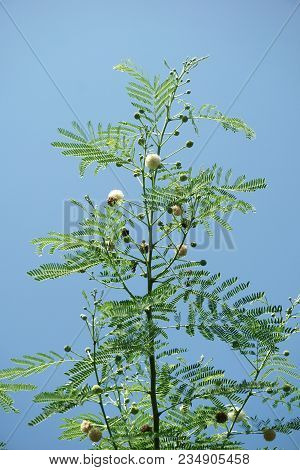 Close Up Fresh Green Leucaena Glauca Tree In Nature Garden