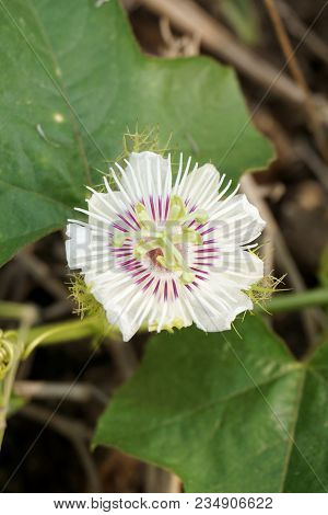 Fresh White Passiflora Foetida Flower In Nature Garden